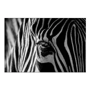 Abstract Zebra