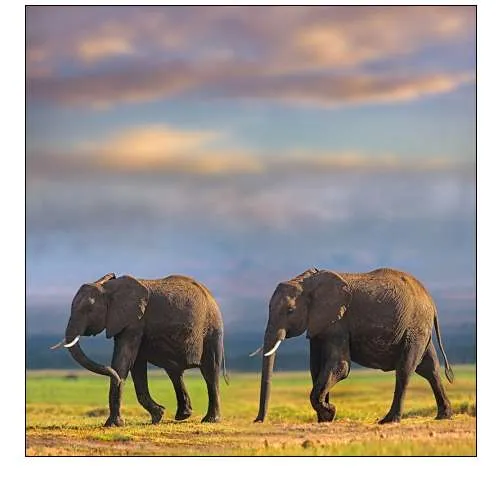 African elephants-Amboseli National Park-Kenya