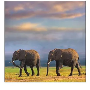 African elephants-Amboseli National Park-Kenya