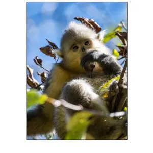 Asia-China-Tacheng-Young Yunnan Black Snub-Nosed Monkey