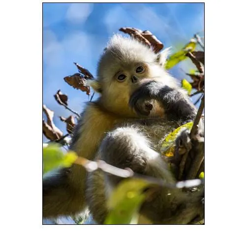 Asia-China-Tacheng-Young Yunnan Black Snub-Nosed Monkey