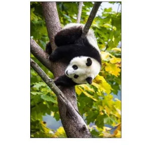 Asia-China-Wolong-Giant Panda-Part of the UNESCO Man and Biosphere Reserve Network