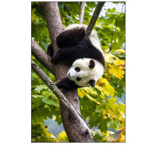 Asia-China-Wolong-Giant Panda-Part of the UNESCO Man and Biosphere Reserve Network
