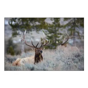 Bull Elk, Blacktail Deer Plateau, Yellowstone National Park