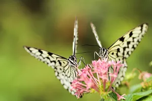 Butterfly Bush