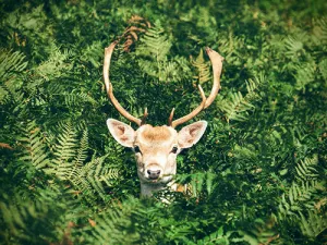 Deer in a Field of Ferns