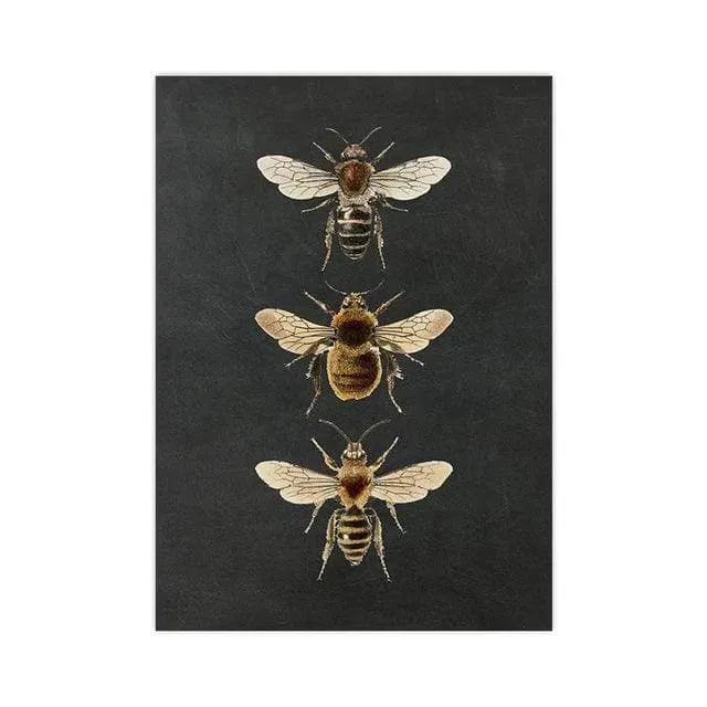 Dramatic Insect Collection Wall Art Poster Print