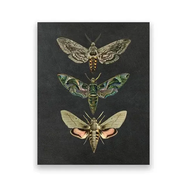Dramatic Insect Collection Wall Art Poster Print