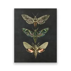 Dramatic Insect Collection Wall Art Poster Print