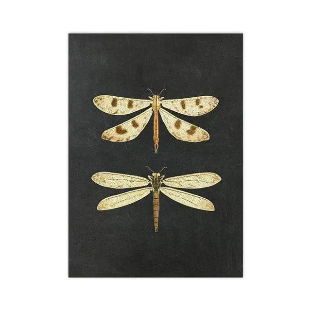 Dramatic Insect Collection Wall Art Poster Print