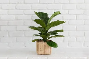 Fiddle Leaf Fig   Basket (6")