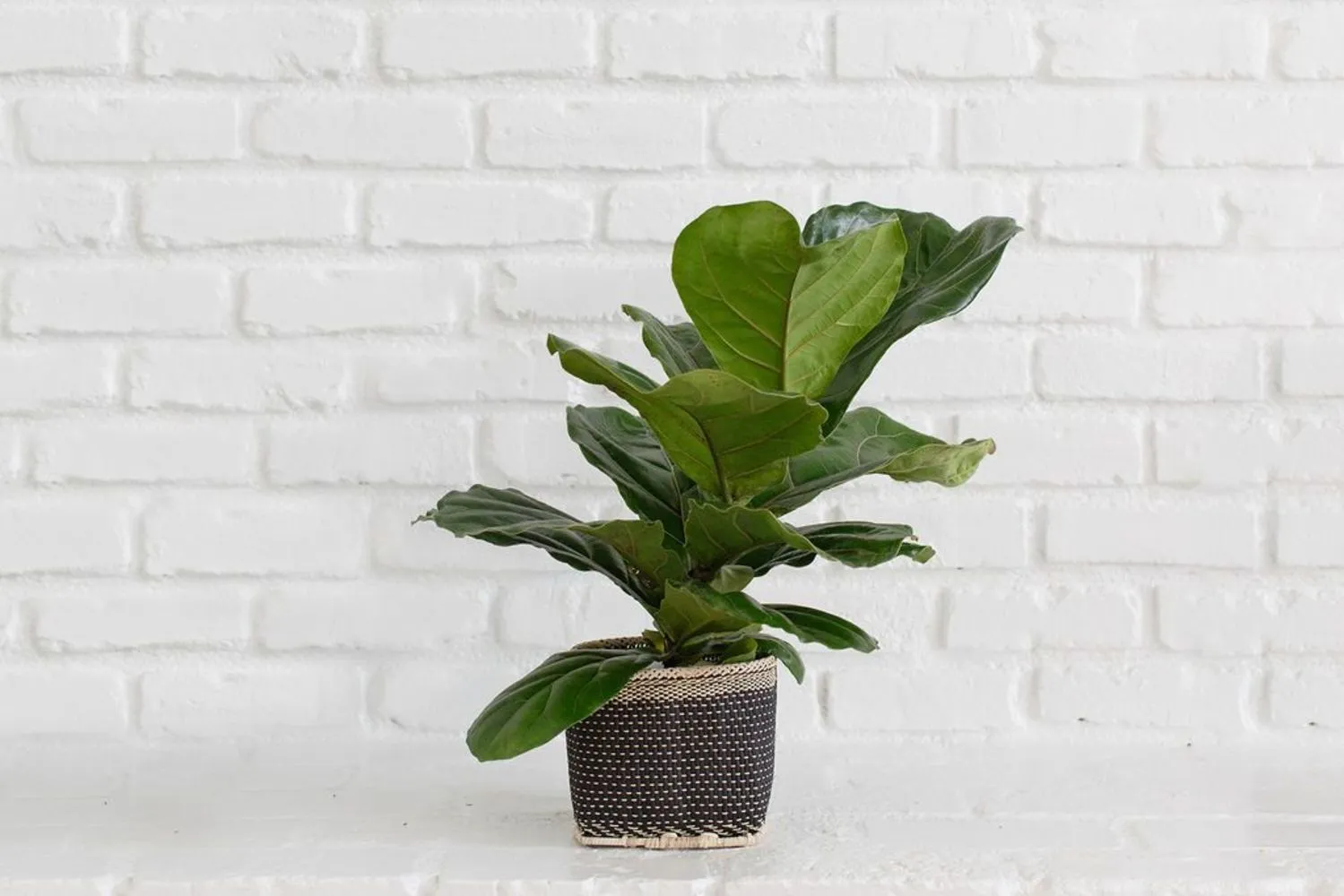 Fiddle Leaf Fig   Basket (6")