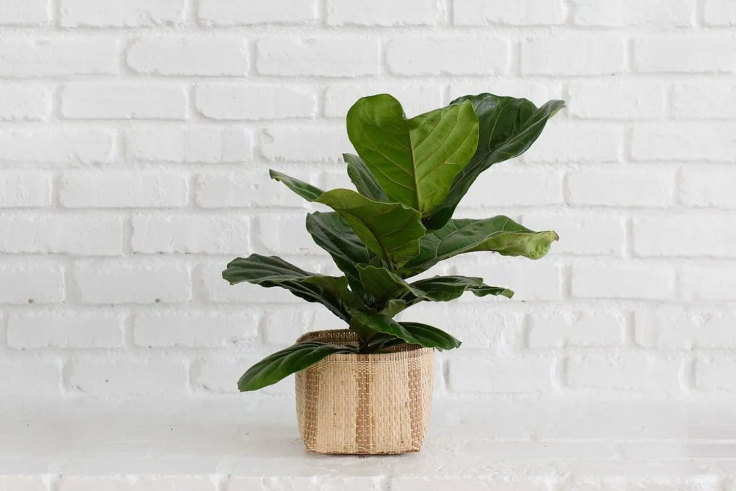 Fiddle Leaf Fig   Basket (6")