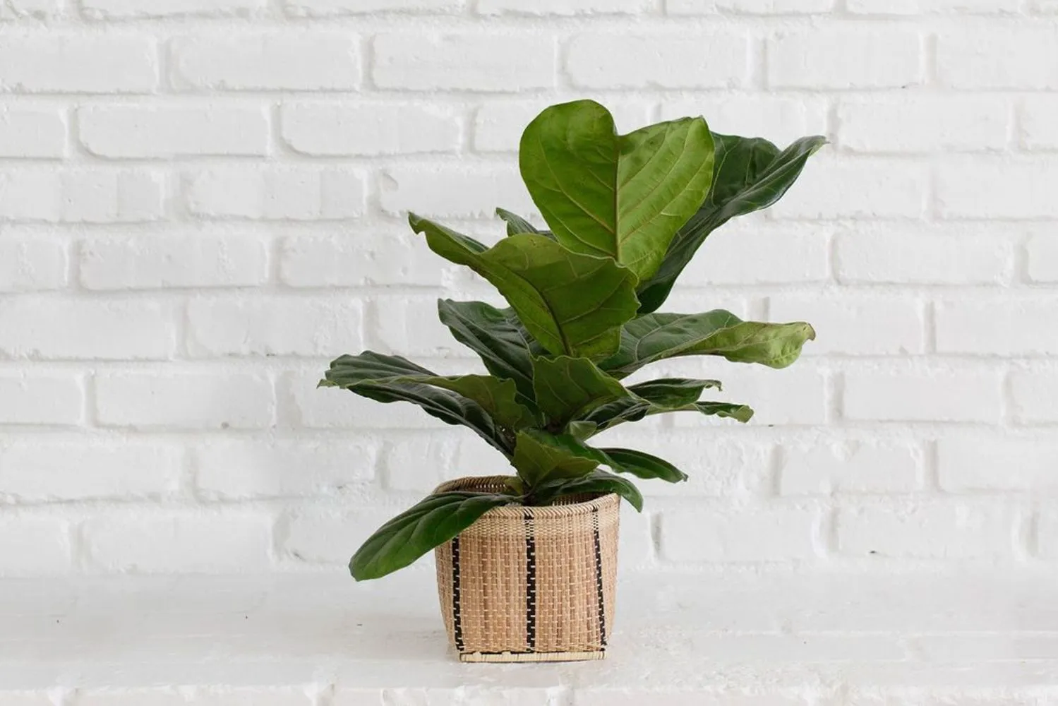 Fiddle Leaf Fig   Basket (6")