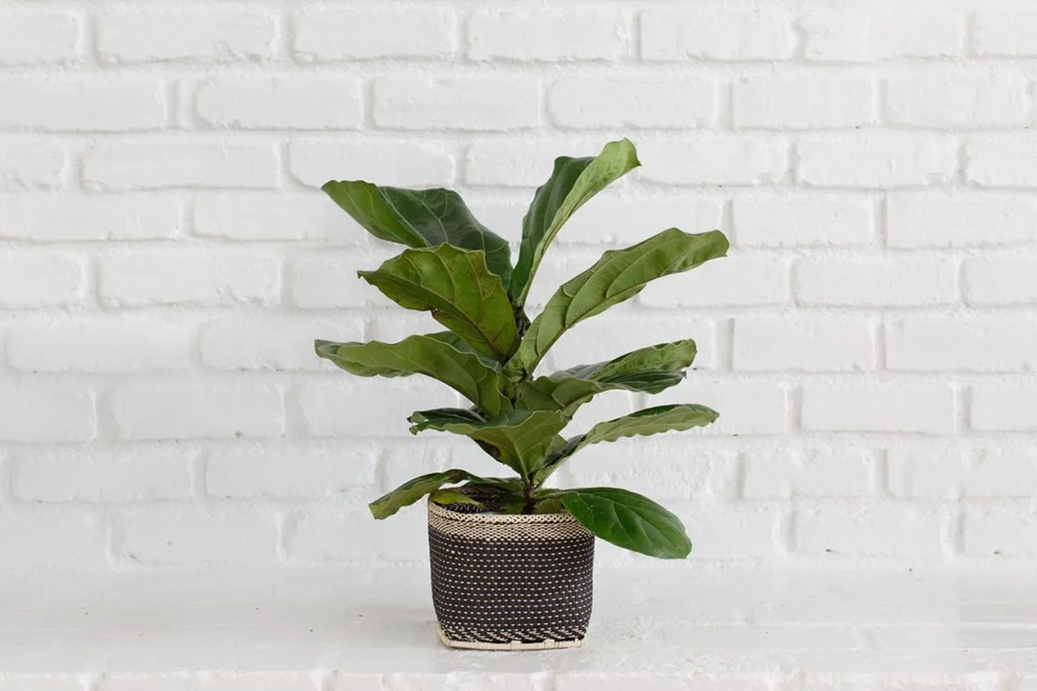 Fiddle Leaf Fig   Basket (6")