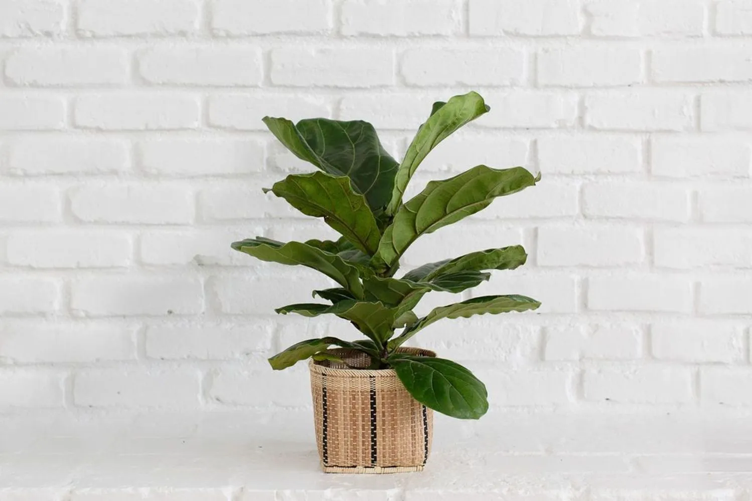 Fiddle Leaf Fig   Basket (6")