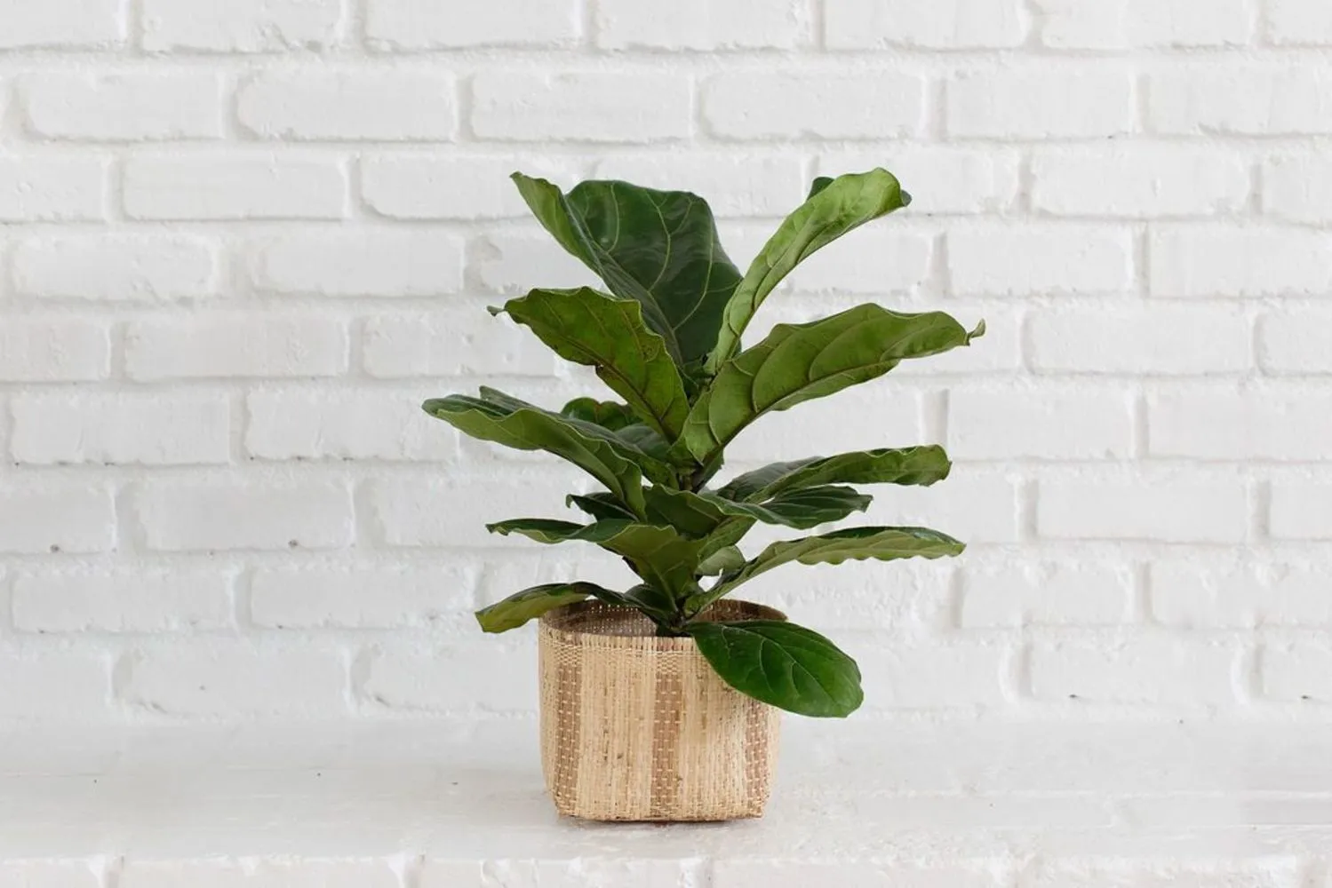 Fiddle Leaf Fig   Basket (6")
