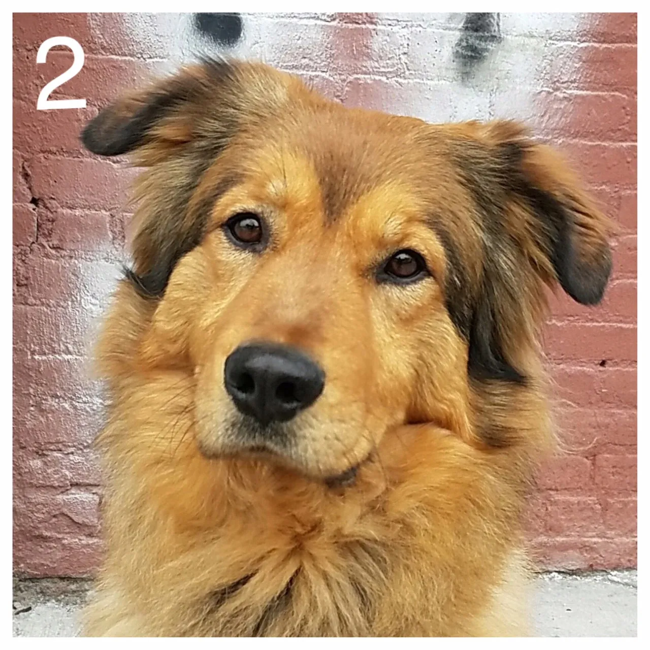 Forrest - Mixed Collie Chow