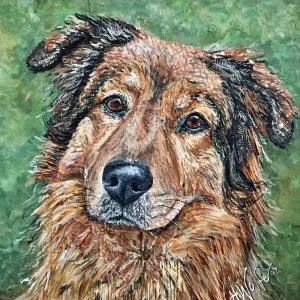 Forrest - Mixed Collie Chow