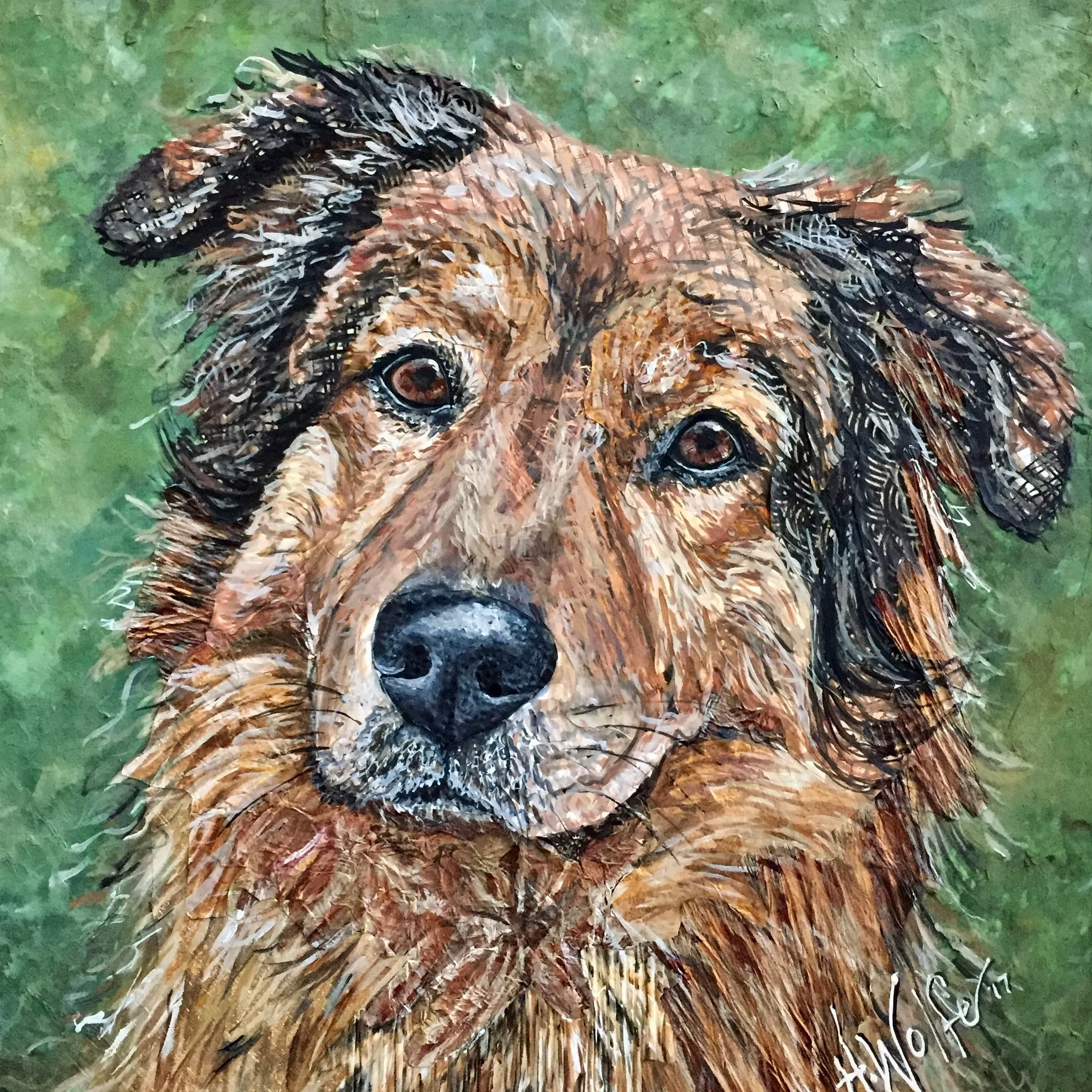 Forrest - Mixed Collie Chow