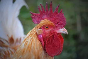Golden Chicken Profile