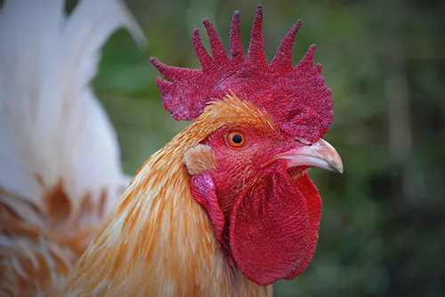 Golden Chicken Profile