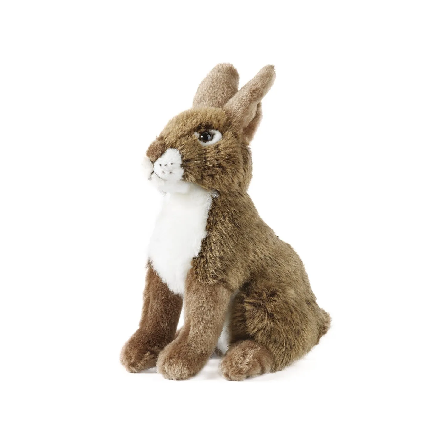 Hare