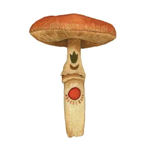 Mineral Mushroom Carnelian 5x7 Print