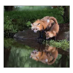 Minnesota, Sandstone Red Fox and Kit
