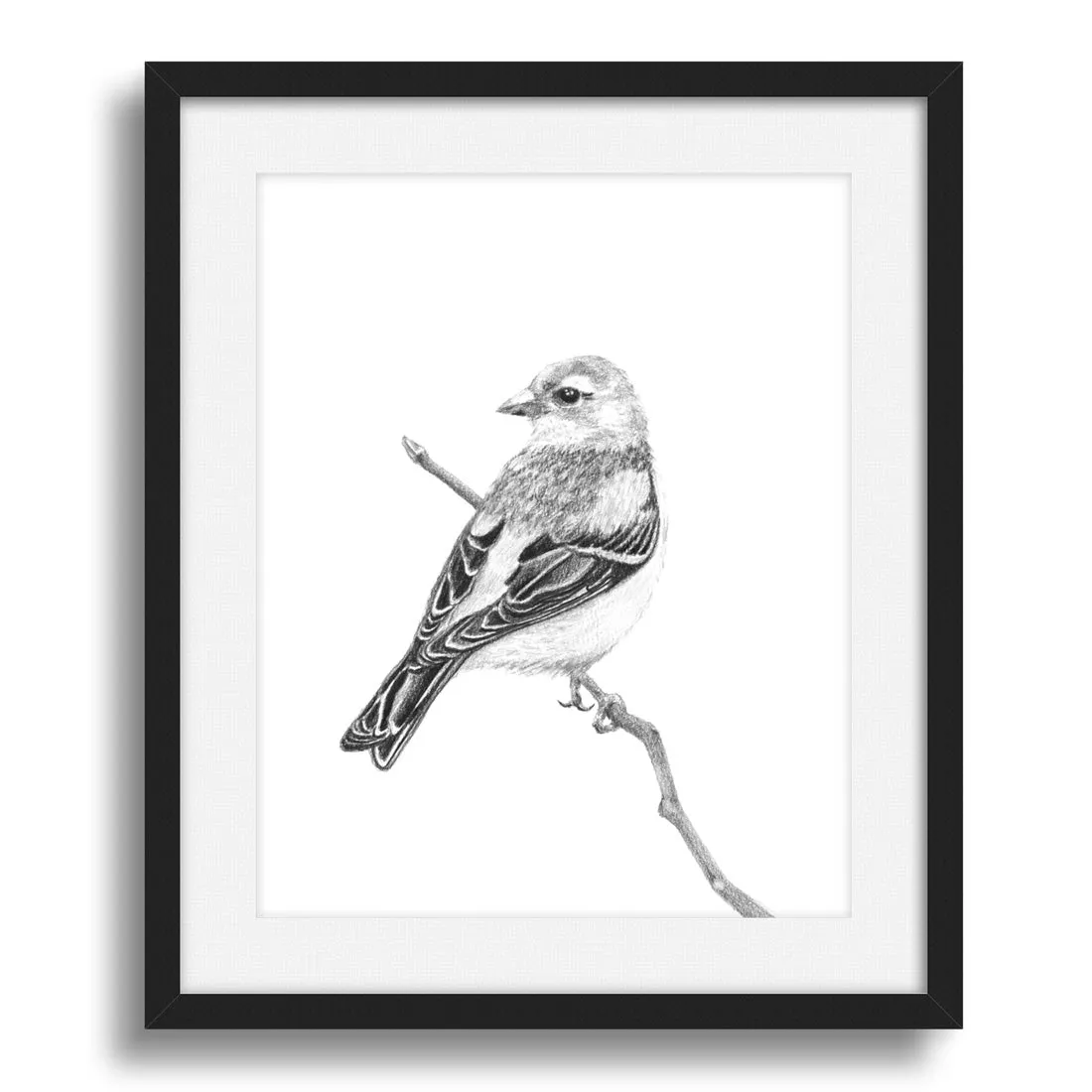"Finch" Graphite Bird Art Print
