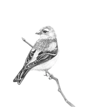 "Finch" Graphite Bird Art Print