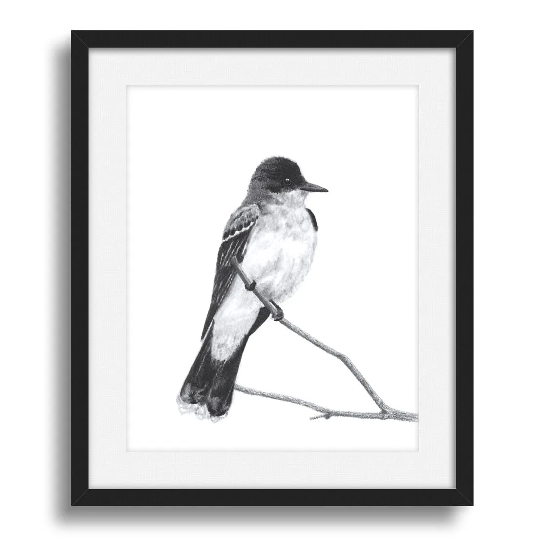 "Kingbird" Charcoal Bird Art Print