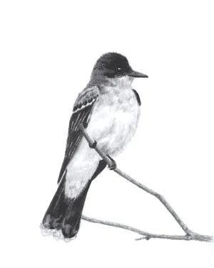 "Kingbird" Charcoal Bird Art Print