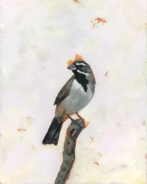 "Pathfinder" Black-Throated Sparrow Art Print