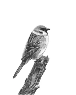 "Sparrow" Charcoal Art Print