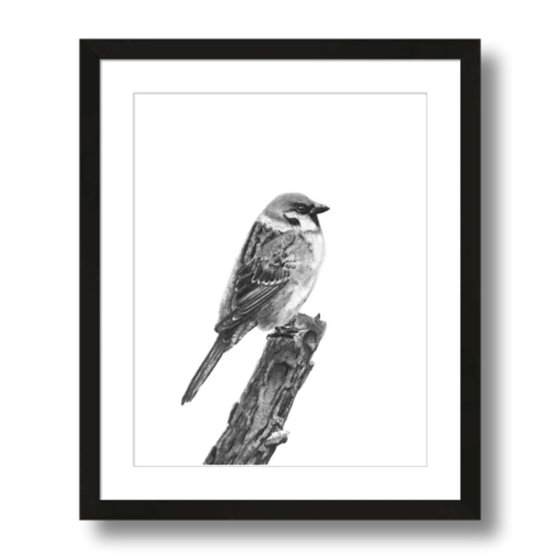 "Sparrow" Charcoal Art Print
