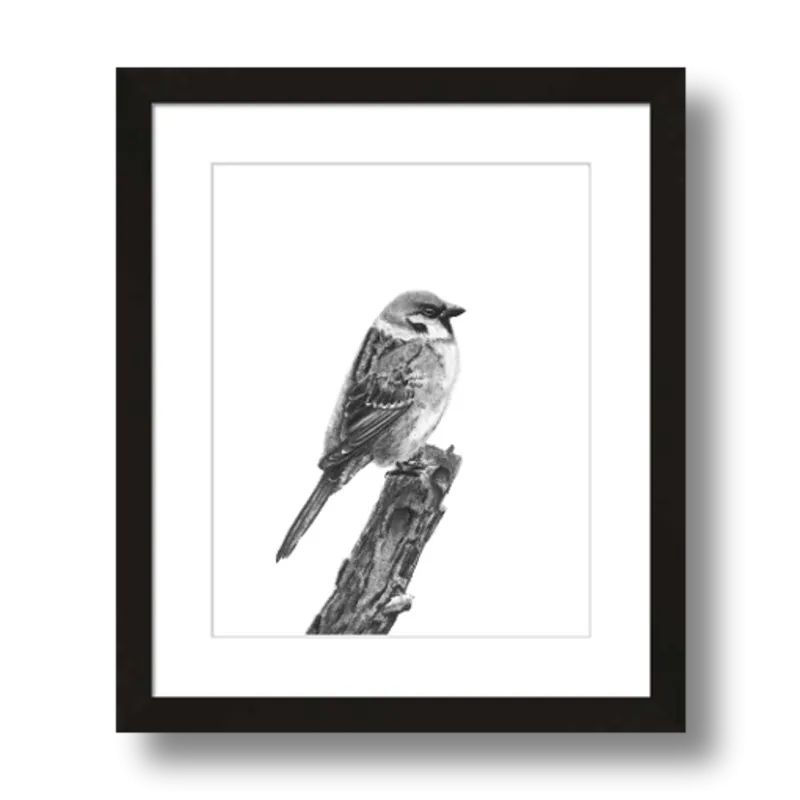 "Sparrow" Charcoal Art Print