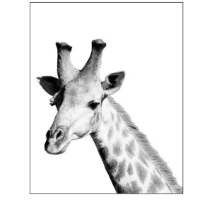 Safari Giraffe