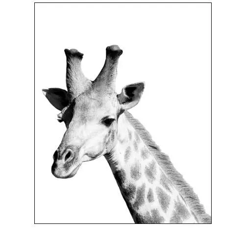 Safari Giraffe