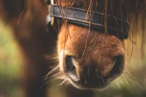Soft Muzzle