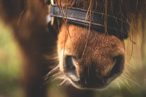 Soft Muzzle