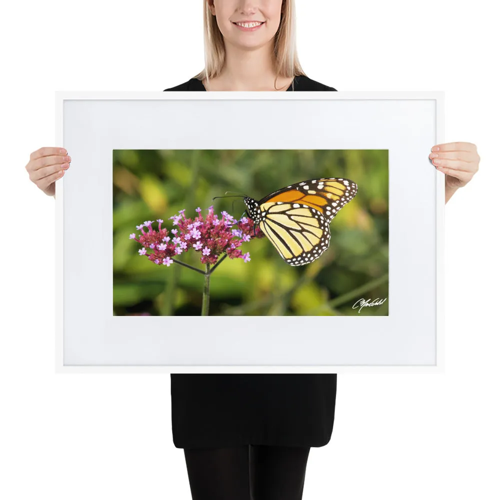 The Royal Monarchy Framed Print