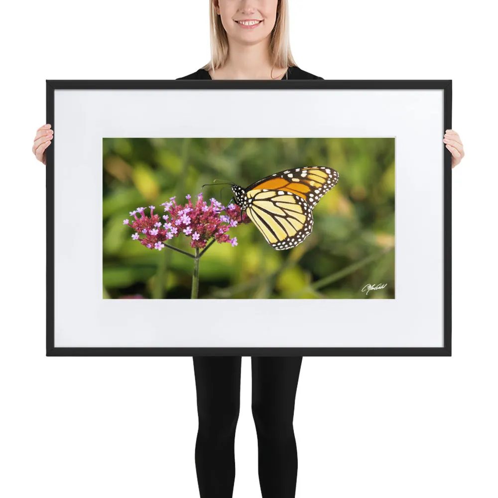The Royal Monarchy Framed Print