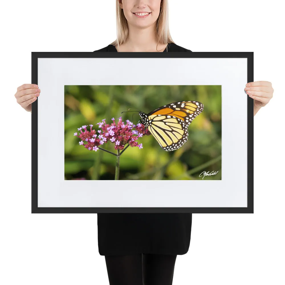The Royal Monarchy Framed Print