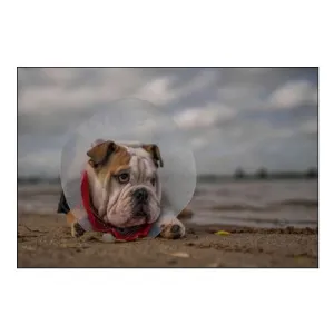 The Vet Gave Me This Collar...And I Am Not Happy With It!
