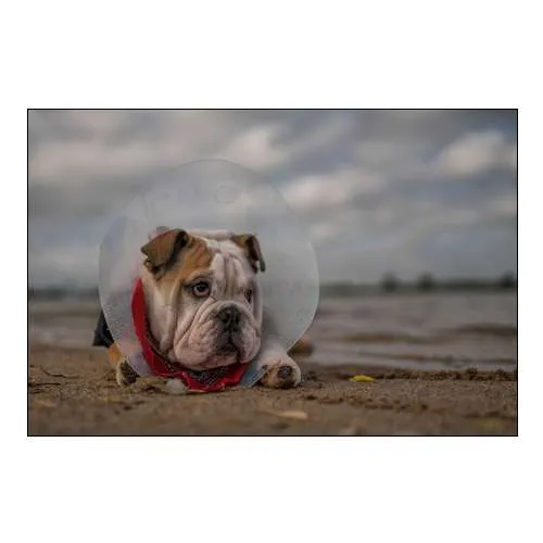 The Vet Gave Me This Collar...And I Am Not Happy With It!