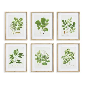 Tree Leaf Study, Set Of 6