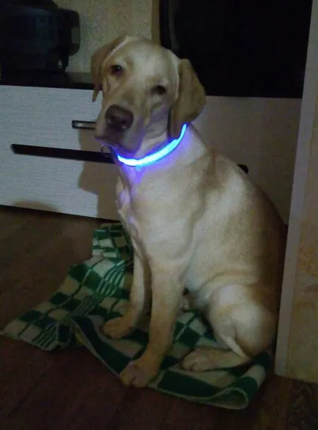USB Rechargeable LED Dog Collar
