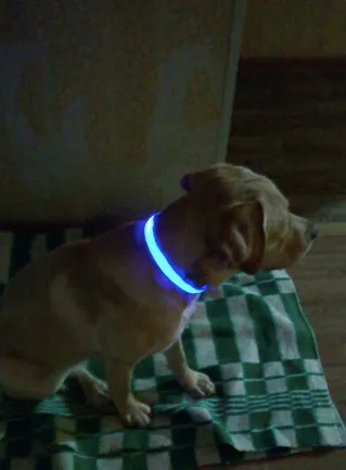 USB Rechargeable LED Dog Collar