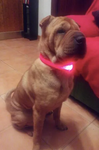 USB Rechargeable LED Dog Collar